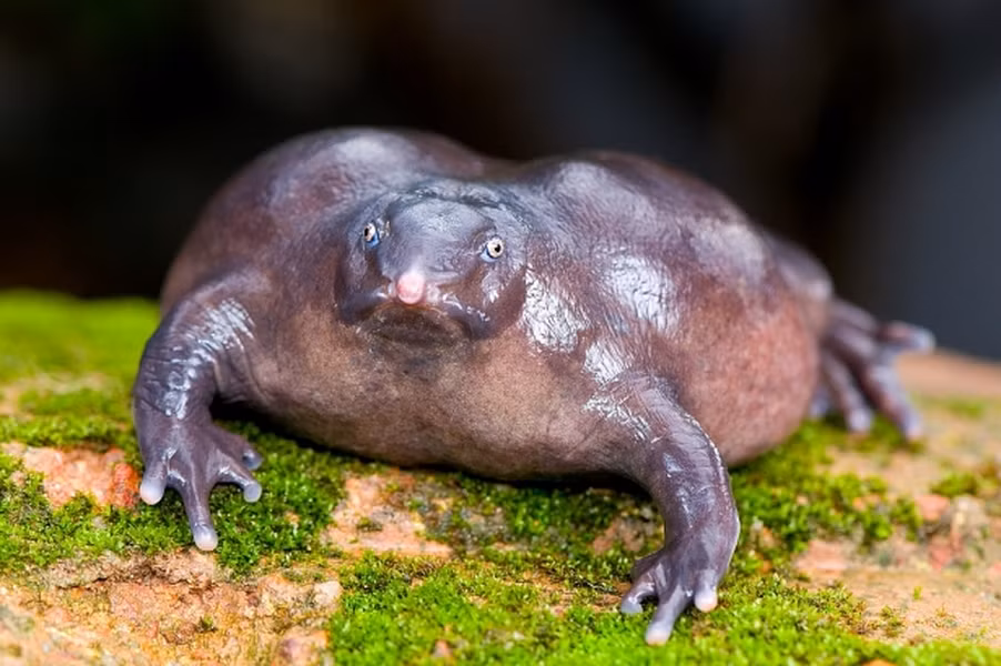 Các nhà sinh học đã phát hiện ở miền Tây Ấn Độ một loài cóc mới màu tím có chiếc mũi nhọn, mắt nhỏ xíu và có một quá khứ di truyền ấn tượng. Con vật mập mạp dài 7 cm được gọi là Nasikabatrachus sahyadrensis.