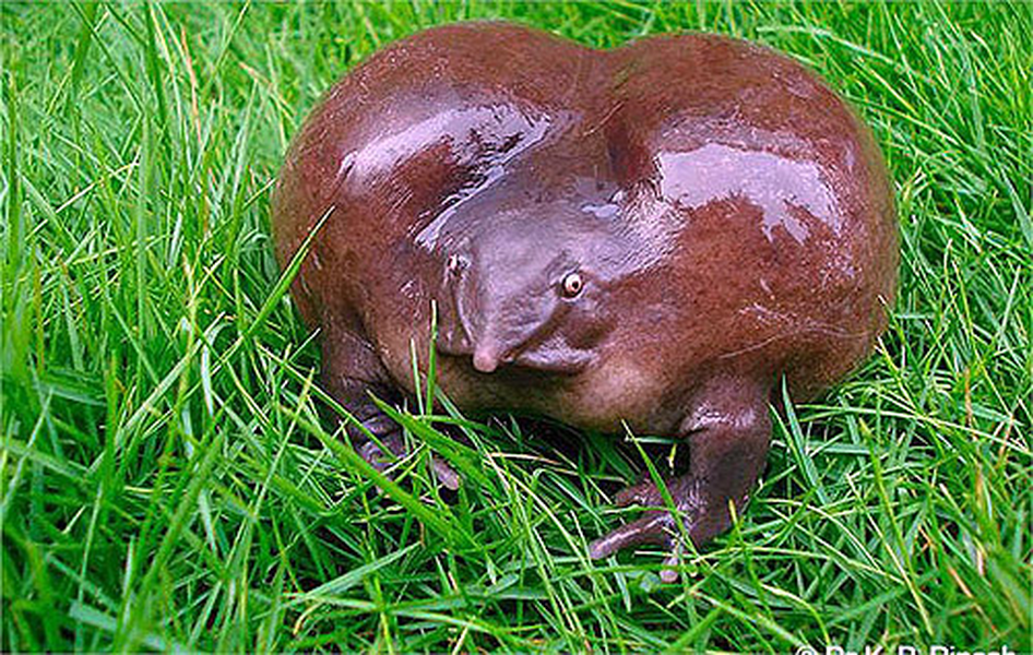 Cơ thể to, phình ra như bong bóng, nhưng chúng lại có cái đầu nhỏ bất thường, với cái mõm nhọn. Chúng dùng cái lưỡi dài của mình để kiếm ăn.