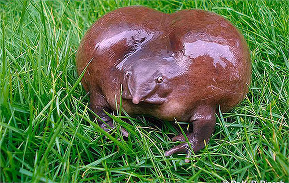 Cơ thể to, phình ra như bong bóng, nhưng chúng lại có cái đầu nhỏ bất thường, với cái mõm nhọn. Chúng dùng cái lưỡi dài của mình để kiếm ăn.