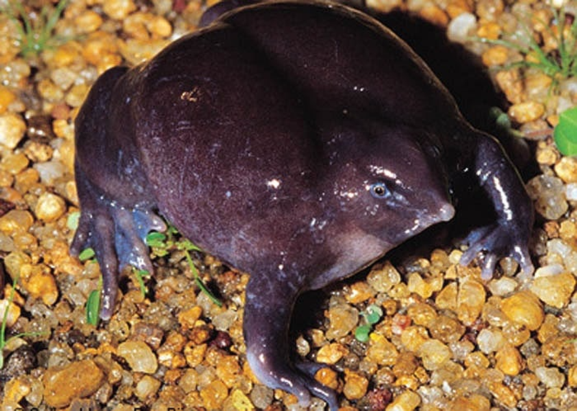 Sở dĩ, người dân cho rằng, chúng đến từ địa ngục, bởi ngoài bộ dạng kỳ dị, chúng trốn dưới lòng đất sâu tới 4 mét.