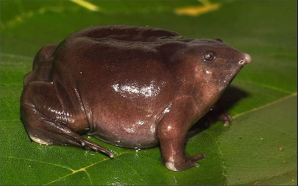 Lúc đầu, người ta không biết xếp chúng vào loài gì, bởi hình thù hết sức kỳ quái. Người địa phương còn đồn rằng, chúng là loài vật đến từ hành tinh khác, thậm chí, họ tin rằng chúng đến từ địa ngục.