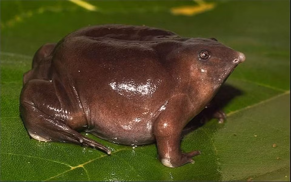 Lúc đầu, người ta không biết xếp chúng vào loài gì, bởi hình thù hết sức kỳ quái. Người địa phương còn đồn rằng, chúng là loài vật đến từ hành tinh khác, thậm chí, họ tin rằng chúng đến từ địa ngục.