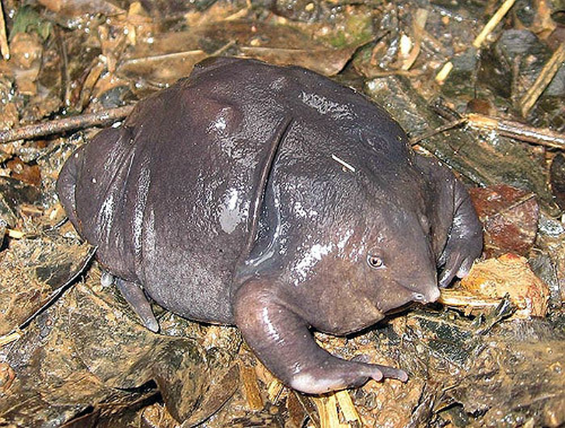 Xét về mặt tiến hoá, nó thuộc dòng dõi hoàng tộc, tức là đại diện cuối cùng của loài cóc đã nhảy quanh chân khủng long vào kỷ Phấn trắng hơn 65 triệu năm trước đây.