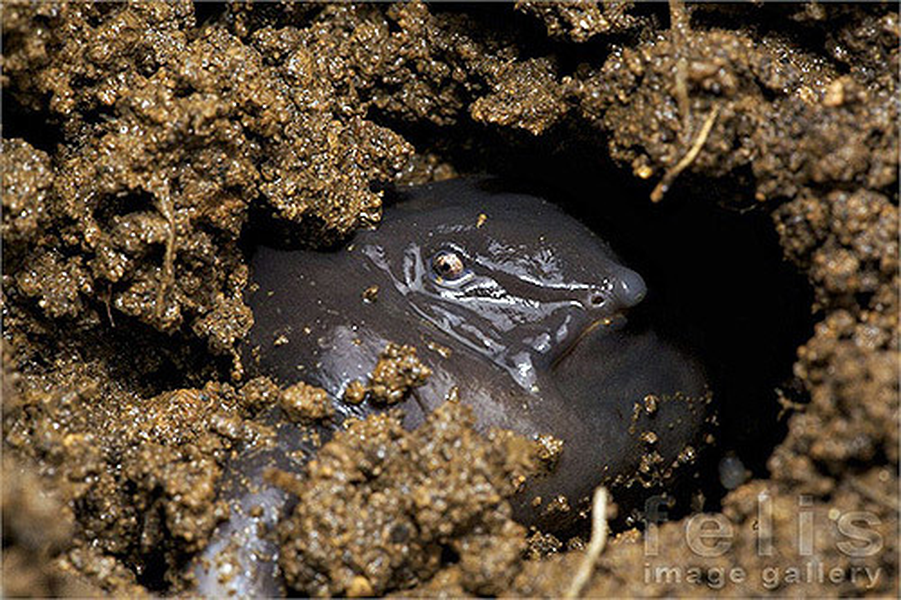 Mùa sinh sản diễn ra vào tháng 5, trước mùa mưa. Con đực tìm đến cửa hang con cái ẩn mình bên các dòng suối và cất tiếng gọi bạn tình. Chúng sẽ kiếm một kẽ đá, nơi nước chảy ít xiết và đẻ trứng. Con đực sẽ bơm tinh trùng để thụ tinh. Trứng sẽ nở thành nòng nọc sau 100 ngày.