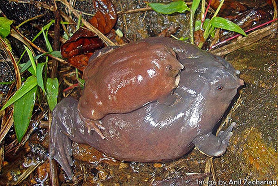 Trọng lượng con đực chỉ bằng 1/3 con cái. Độ tím của màu da tỷ lệ thuận với tuổi tác của chúng. Những con ếch già sẽ có màu tím sậm. Bộ dạng kỳ dị ấy của con ếch, khiến người địa phương không thích chúng, thậm chí coi chúng là loài vật đến từ địa ngục.