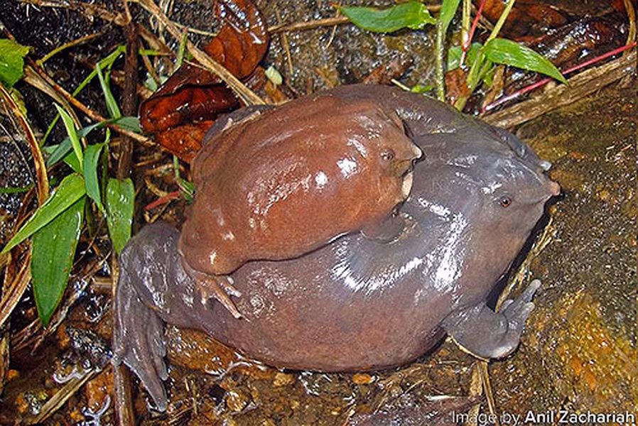 Trọng lượng con đực chỉ bằng 1/3 con cái. Độ tím của màu da tỷ lệ thuận với tuổi tác của chúng. Những con ếch già sẽ có màu tím sậm. Bộ dạng kỳ dị ấy của con ếch, khiến người địa phương không thích chúng, thậm chí coi chúng là loài vật đến từ địa ngục.