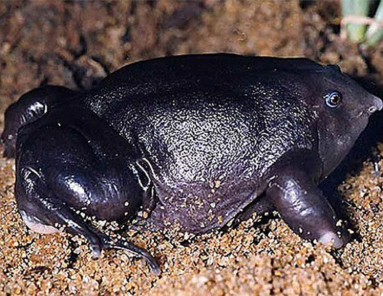 Với màu tím đặc trưng lúc trưởng thành, chúng còn được gọi là ếch tím. Ếch tím có một cơ thể khá kỳ lạ. Dù trọng lượng không lớn, nhưng cơ thể chúng lại hết sức cồng kềnh.