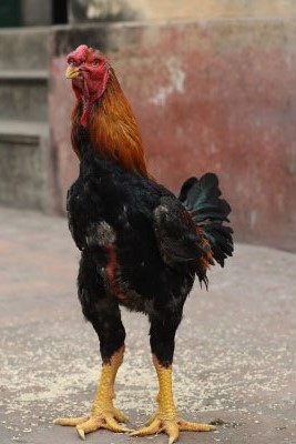 Hiện gà Hồ thương phẩm có giá từ 400.000-500.000 đồng/kg. Những con gà có cân nặng từ 5-6kg có giá trên 500.000 đồng/kg. Đây là một giống gà quý của người dân Thuận Thành, Bắc Ninh.