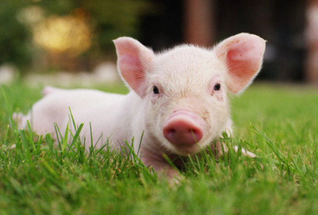  Đồng thời, con giáp này cũng cần chú ý hơn đến việc quản lý và lập kế hoạch tài chính để đảm bảo sự an toàn của cải cho mình. Trong tháng 5, tháng 6, con giáp tuổi Hợi cần chú ý hơn đến việc phát triển sự nghiệp, không ngừng học hỏi, nâng cao năng lực, phẩm chất để có thể đương đầu tốt hơn với nhiều thách thức và cơ hội khác nhau. (Theo 163 * Thông tin trong bài mang tính tham khảo, chiêm nghiệm). 