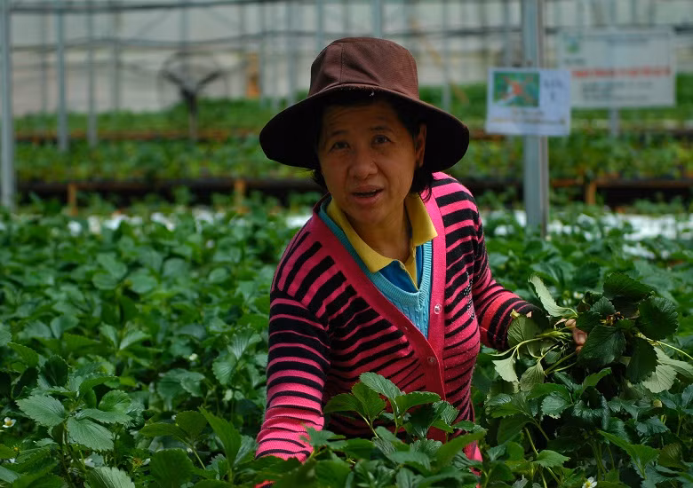  Người ta tỉ mỉ cắt tỉa từng cọng lá già, gốc dây tây phải luôn trong tình trạng sạch sẽ, tuyệt nhiên không sâu bệnh.