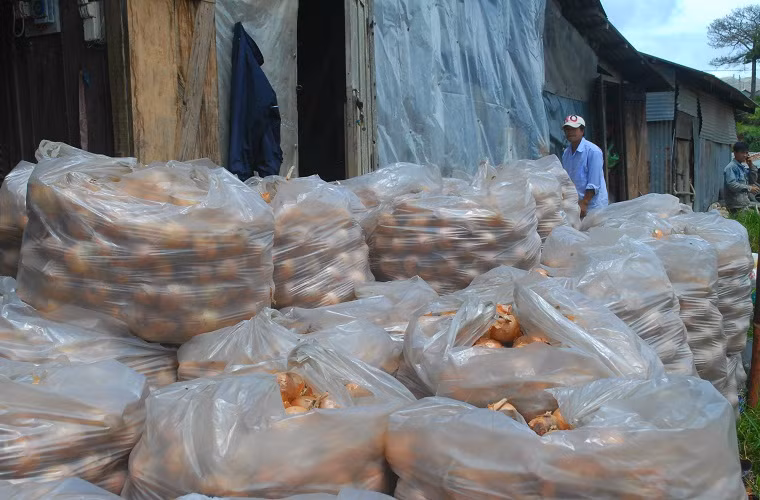 Hiện hành tây của những gia đình chưa bị thối đang được đóng gói bán tháo với giá 4.000đ/kg nhưng rất ít thương lái mua. Với giá bán này, mỗi sào (1.000m2) nhà vườn thua lỗ khoảng 10 triệu đồng.