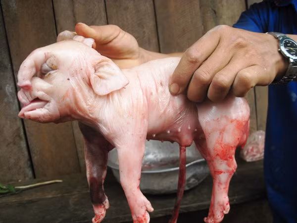 Heo nái đẻ ra ...voi con