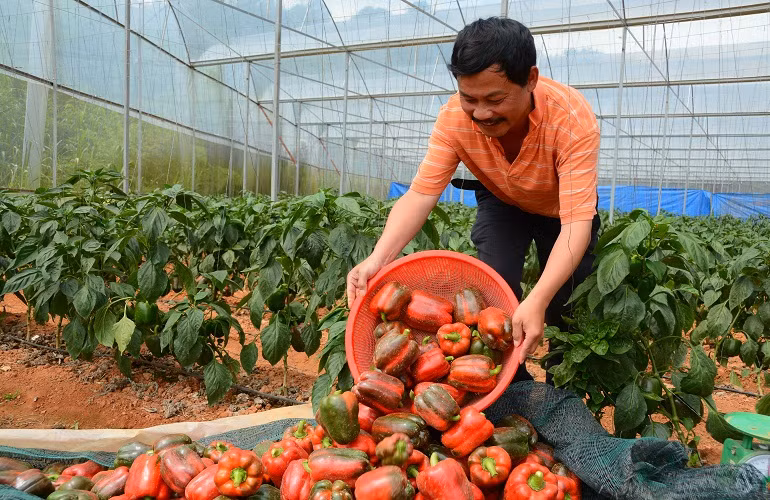 Những năm gần đây, do hiệu quả kinh tế đem lại khá cao nên diện tích ớt ngọt tại Đà Lạt đang được mở rộng trong nhà kính.
