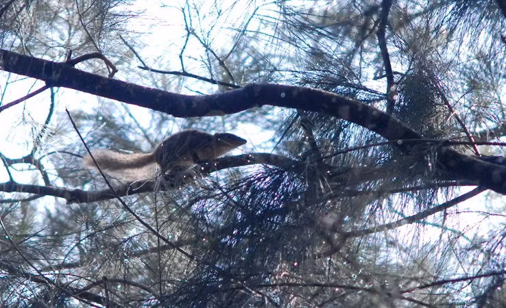 Sóc cũng là kẻ thù lớn của các loài chim
