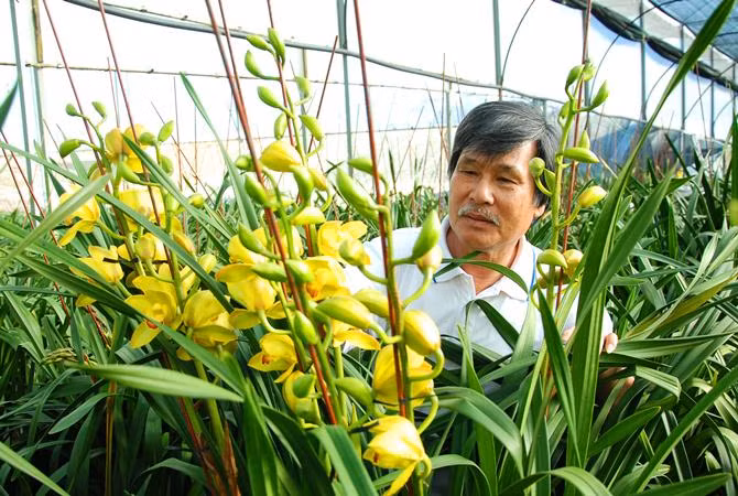 Gốc địa lan trị giá cả chục triệu đồng nở không đúng Tết