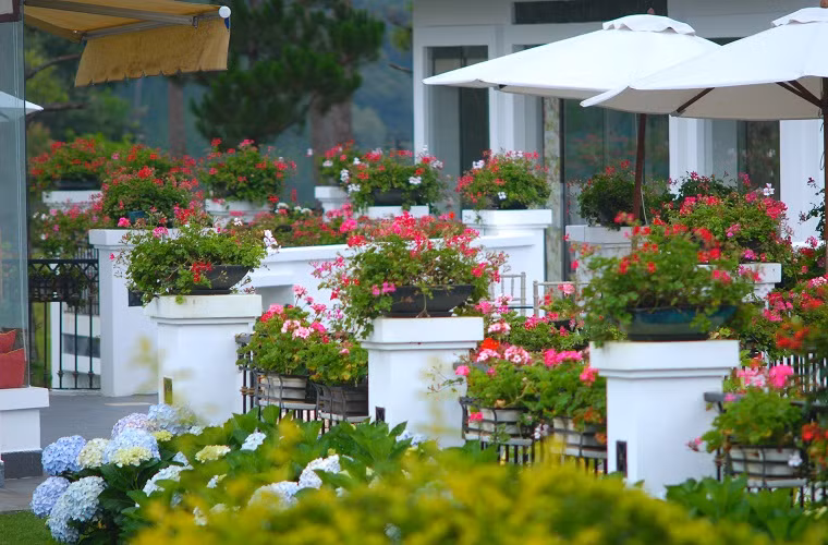  ... đẹp đến nao lòng.