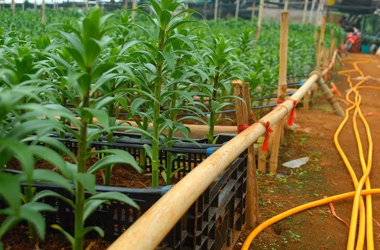 Hệ thống tưới tự động nhỏ giọt vào từng gốc hoa.