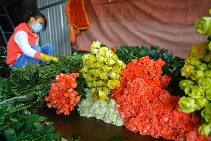 Hoa hồng lễ 20/10 đột ngột giảm giá mạnh.