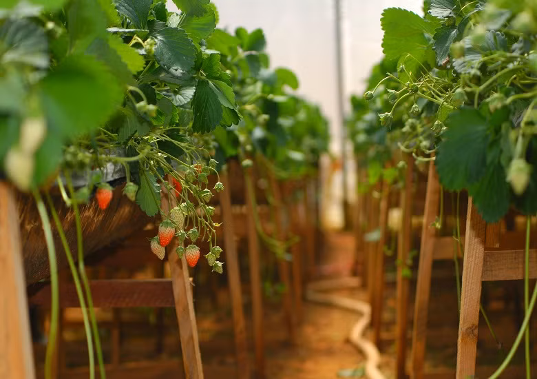 Gia đình ông Phi đầu tư gần 3.000m2 nhà kính để trông dâu tây công nghệ cao. Dâu tây được trồng hoàn toàn trên giá đỡ.