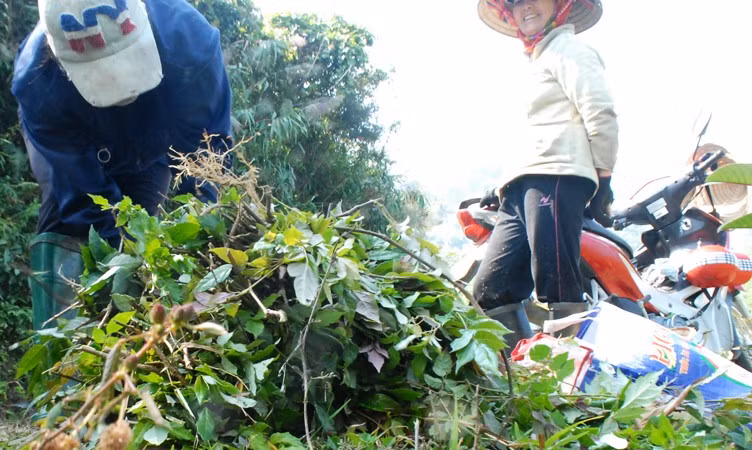 Thương lái Trung Quốc lại lên rừng thu mua thảo mộc.