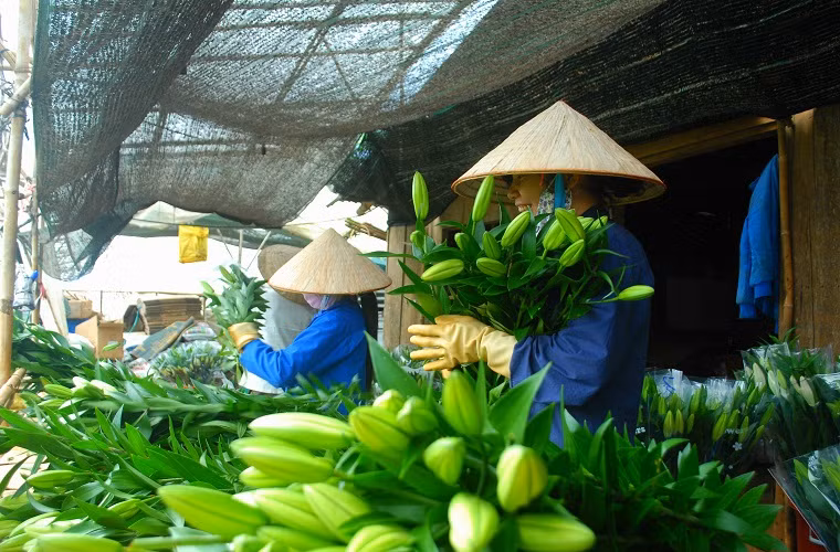 Sau khi thu hoạch, hoa được phân ra các loại 3, 5 tai (một cành 3 hoặc 5 nụ), để bán với giá khác nhau.