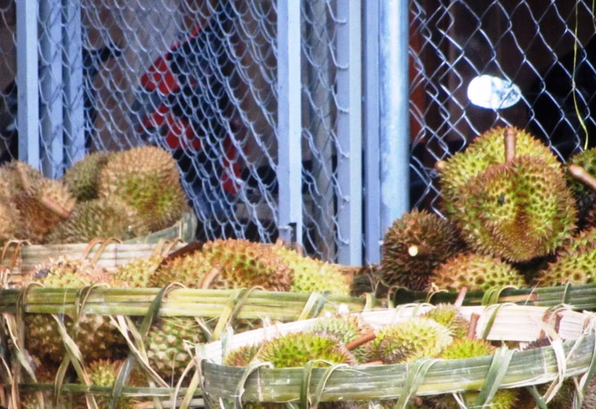 Thương lái ưu tiên mua sầu riêng non.