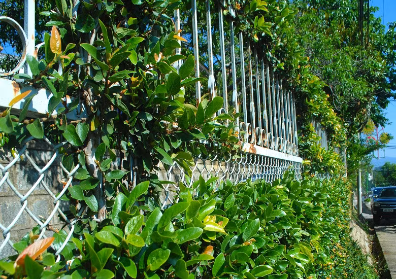 Rất nhiều loại hoa, cây cảnh được chọn để trang trí như hoa tường vy, cây trâu cổ... leo quanh bờ rào, tạo cảm giác bình an, mát mẻ mà vẫn bắt mắt.