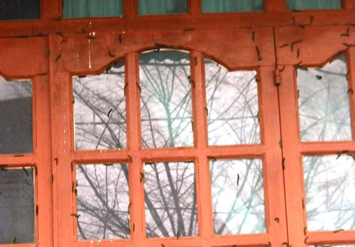 Sâu tấn công nhà dân.