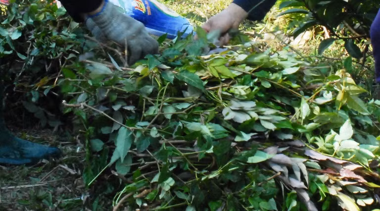 Chà dây thảo mộc được đông y xem là loại thuốc quý.