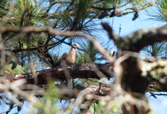 Cu rừng ẩn mình trên những tán cây cao cất tiếng gáy vang.