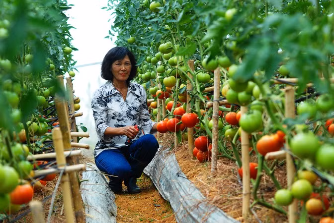 Rau sach Da Lat duoc cong nhan dat chuan quoc te