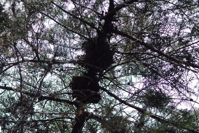 Chim làm tổ chen chúc trên cành.