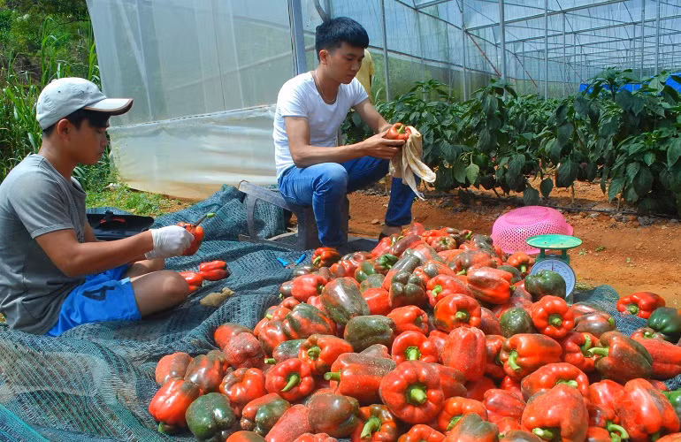 Ớt ngọt Đà Lạt hiện đang được một số doanh nghiệp thu mua để xuất ra thị trường nước ngoài nên khá hút hàng.