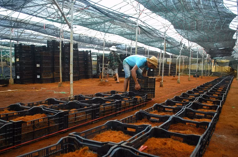 Các giá thể được xếp thành từng luống trước khi đặt củ ly đã ươm nảy mầm xuống trồng.