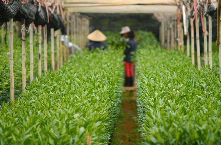 Ở nông trại này, mỗi ngày có hàng nghìn bó hoa ly được xuất đi khắp các tỉnh thành trong nước.