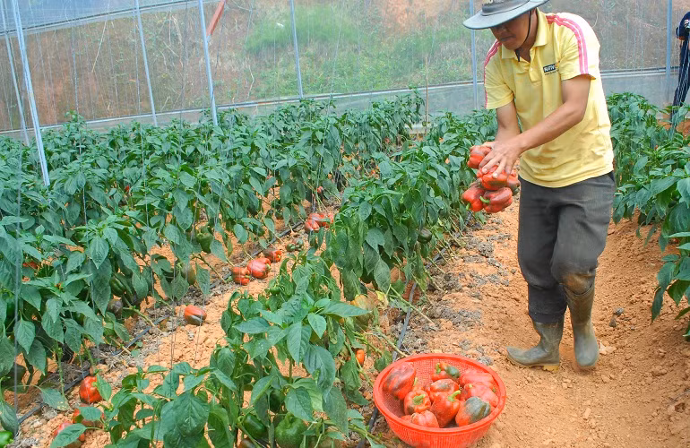  Trừ mọi chi phí đầu tư, nhà vườn thu về không thể dưới 250 triệu đồng/năm tiền lãi. 