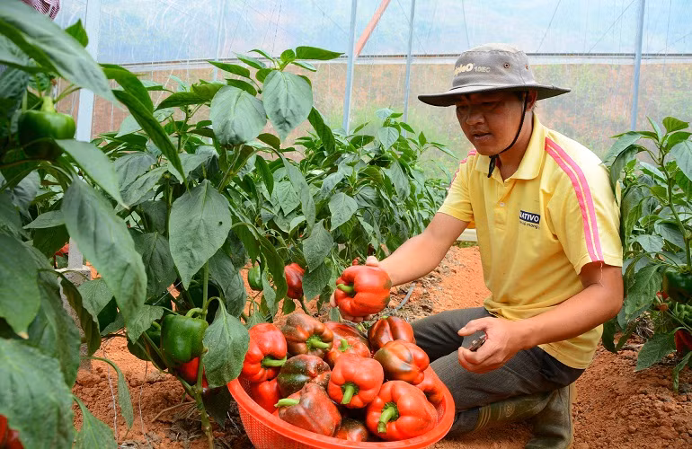  Ớt ngọt từ khi trồng đến lúc được thu hoạch lứa đầu tiên có thời gian khoảng 3 tháng. Chăm sóc tốt, loại ớt này cho thu hoạch liên tục trong vòng một năm. Nếu trồng 1ha doanh thu lên tới 3 tỷ đồng mỗi năm. 