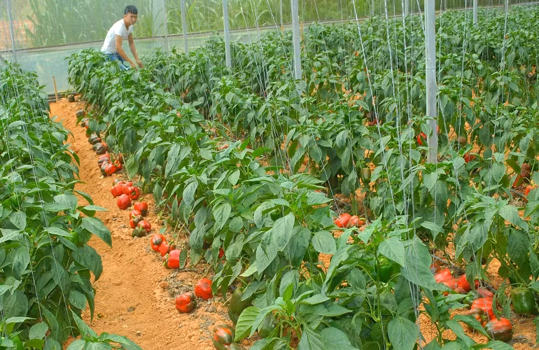 Đây là vườn ớt ngọt của gia đình anh Lê Quốc Dũng ở đường Thánh Mẫu, TP Đà Lạt đang cho thu hoạch lứa đầu tiên.