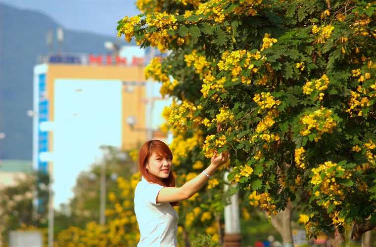Vẻ đẹp của sắc hoa điệp vàng khiến người ta khó cầm lòng.....