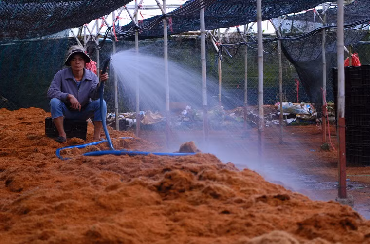 Hoa ly được trồng trên giá thể sơ dừa. Trong ảnh là công đoạn phun nước ủ sơ dừa trước khi cho vào giá thể.