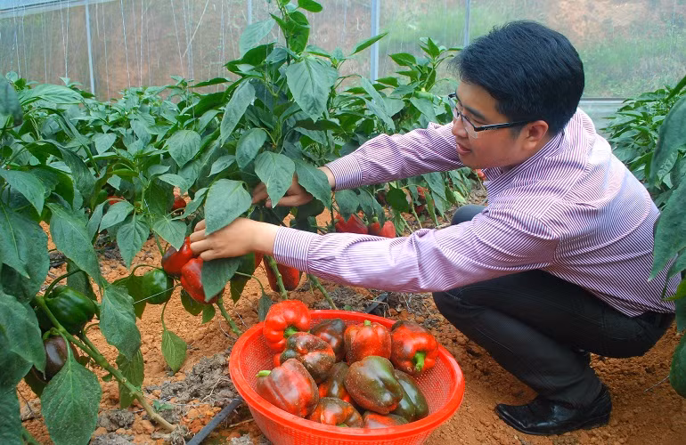  Với giá bán ổn định 25.000 đồng/kg, mỗi sào ớt ngọt một năm cho doanh thu khoảng 300 triệu đồng...