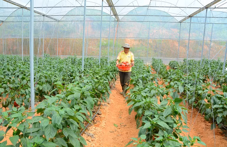  Ớt ngọt còn có tên gọi là ớt chuông, nguồn gốc từ vùng nhiệt đới châu Mỹ. Ớt có màu đỏ, xanh và vàng.