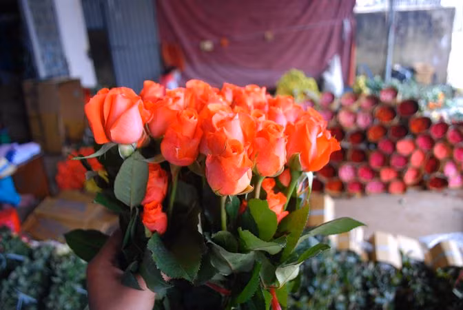 Giá hoa giảm đột ngột cận ngày lễ là sự kiện bất thường nhất từ trước đến nay.