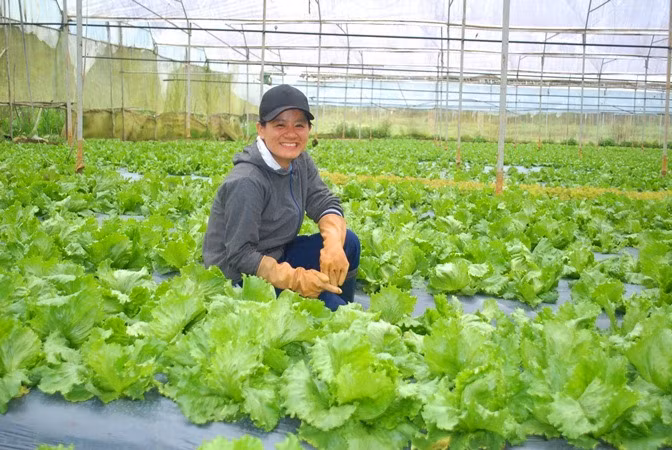 Đi theo người Nhật để học làm giàu.