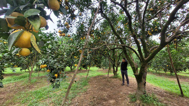 Nguoi dan Ha Tinh duoc mua cam, tat bat thu hoach-Hinh-4