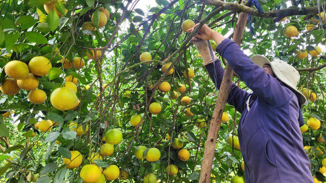 Nguoi dan Ha Tinh duoc mua cam, tat bat thu hoach-Hinh-2