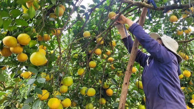 Nguoi dan Ha Tinh duoc mua cam, tat bat thu hoach-Hinh-2