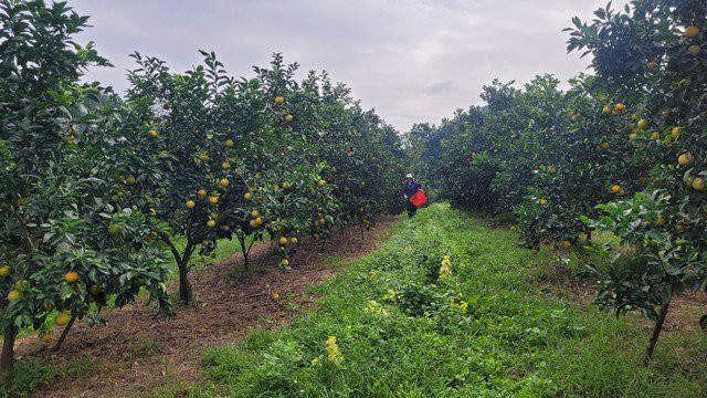 Nguoi dan Ha Tinh duoc mua cam, tat bat thu hoach-Hinh-5