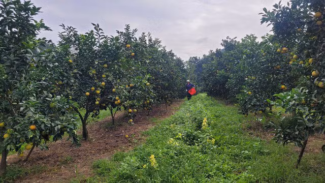 Nguoi dan Ha Tinh duoc mua cam, tat bat thu hoach-Hinh-5