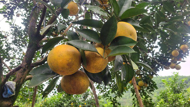 Nguoi dan Ha Tinh duoc mua cam, tat bat thu hoach